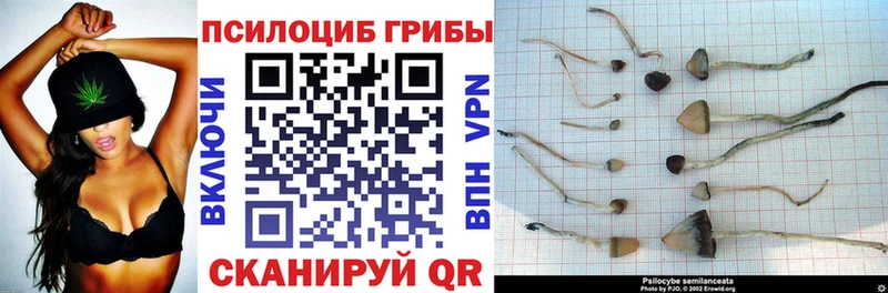 Купить закладки  Могоча  Галлюциногенные грибы Psilocybe 